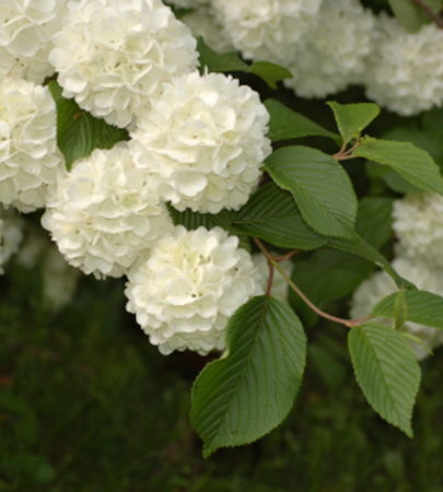 Early May Blooms