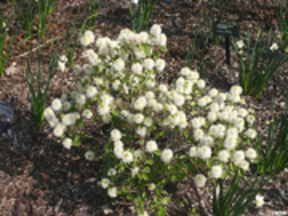 Dwarf Fothergilla