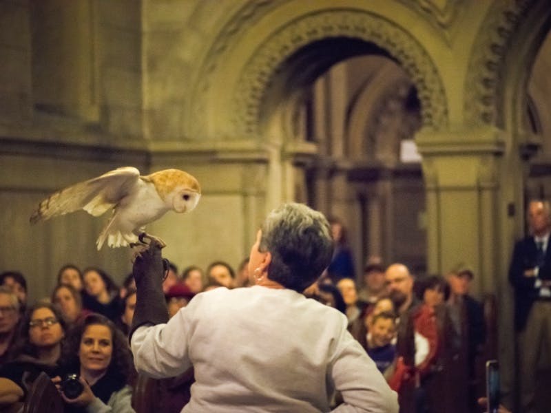 Owl Prowl (3/6/2021)