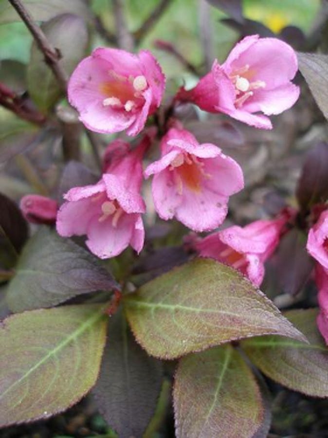 Old-fashioned Weigela