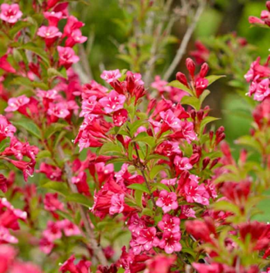 Old-fashioned Weigela (Bristol Ruby)