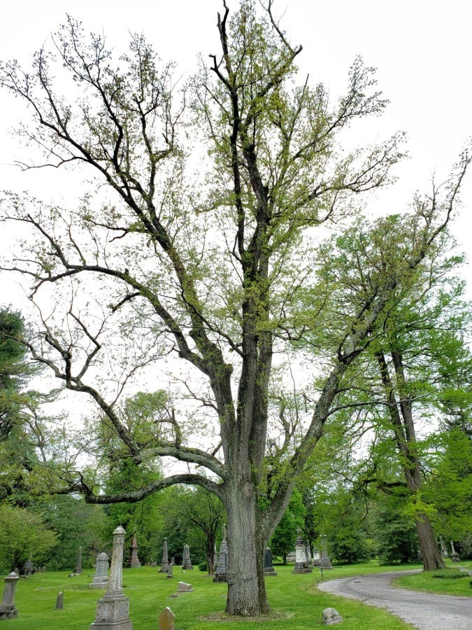 Turkey Oak (Quercus cerris)