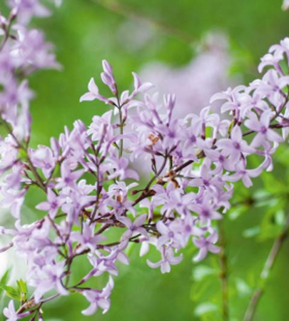 Late April Blooms