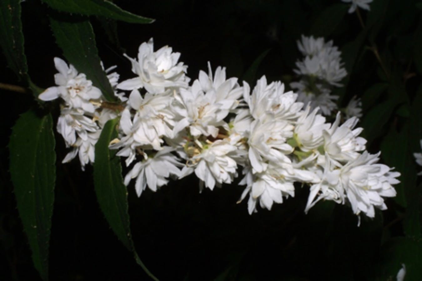 Fuzzy Deutzia