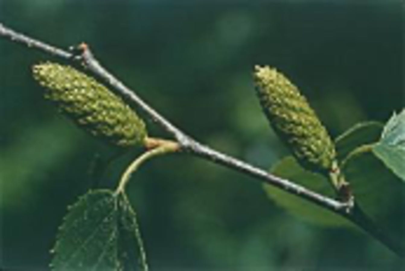 Sweet Birch Bud (Female Catkin)