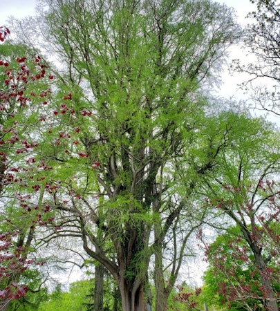 Sawtooth Oak (Quercus acutissima)
