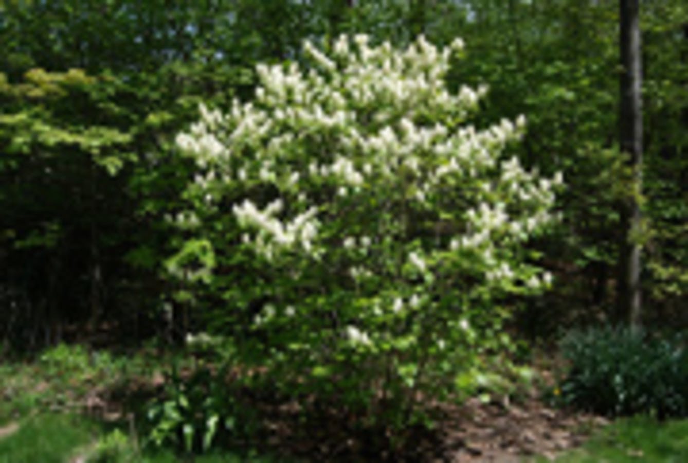 Large Fothergilla