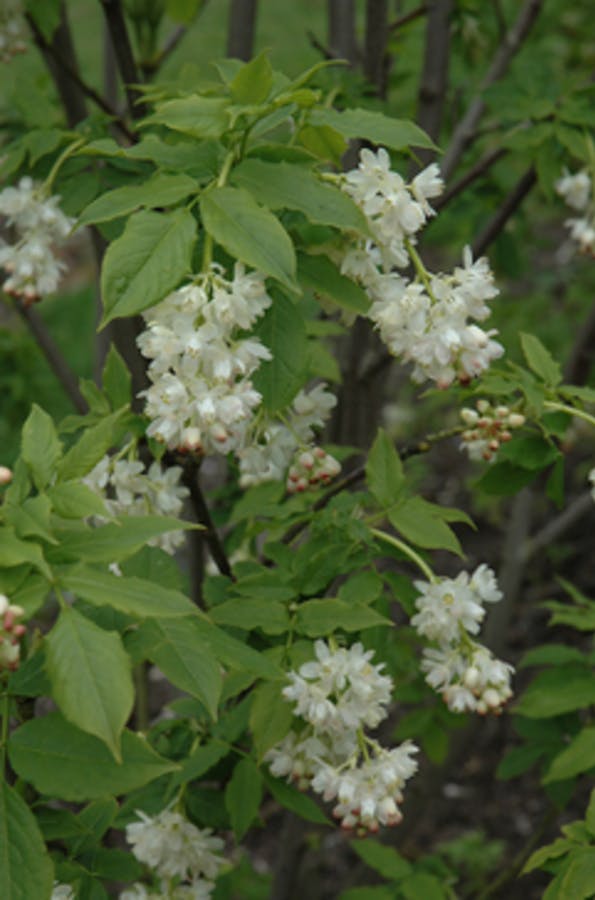 European Bladdernut