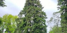 Spring Grove Arboretum: A Cincinnati Treasure