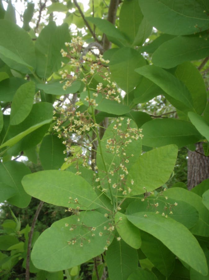 American Smoketree