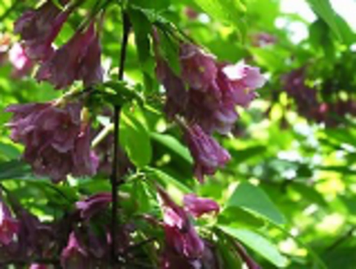 Weigela