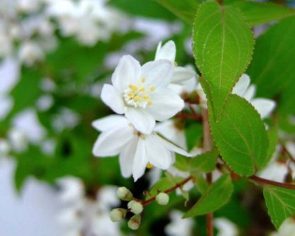 Slender Deutzia