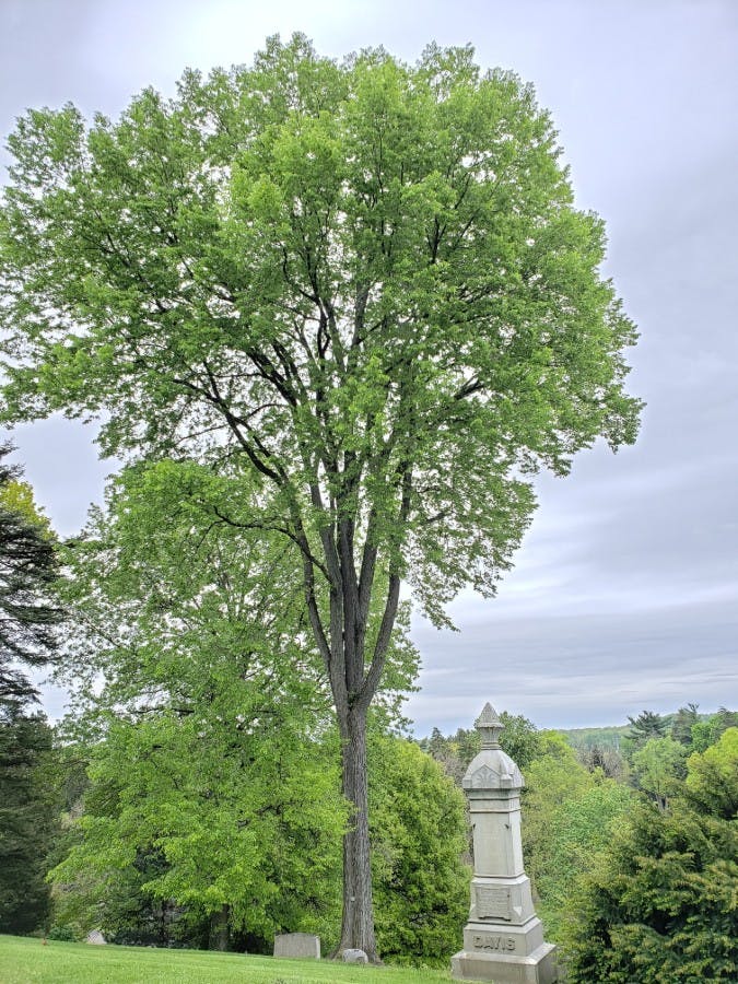 September Elm (Ulmus serotina)