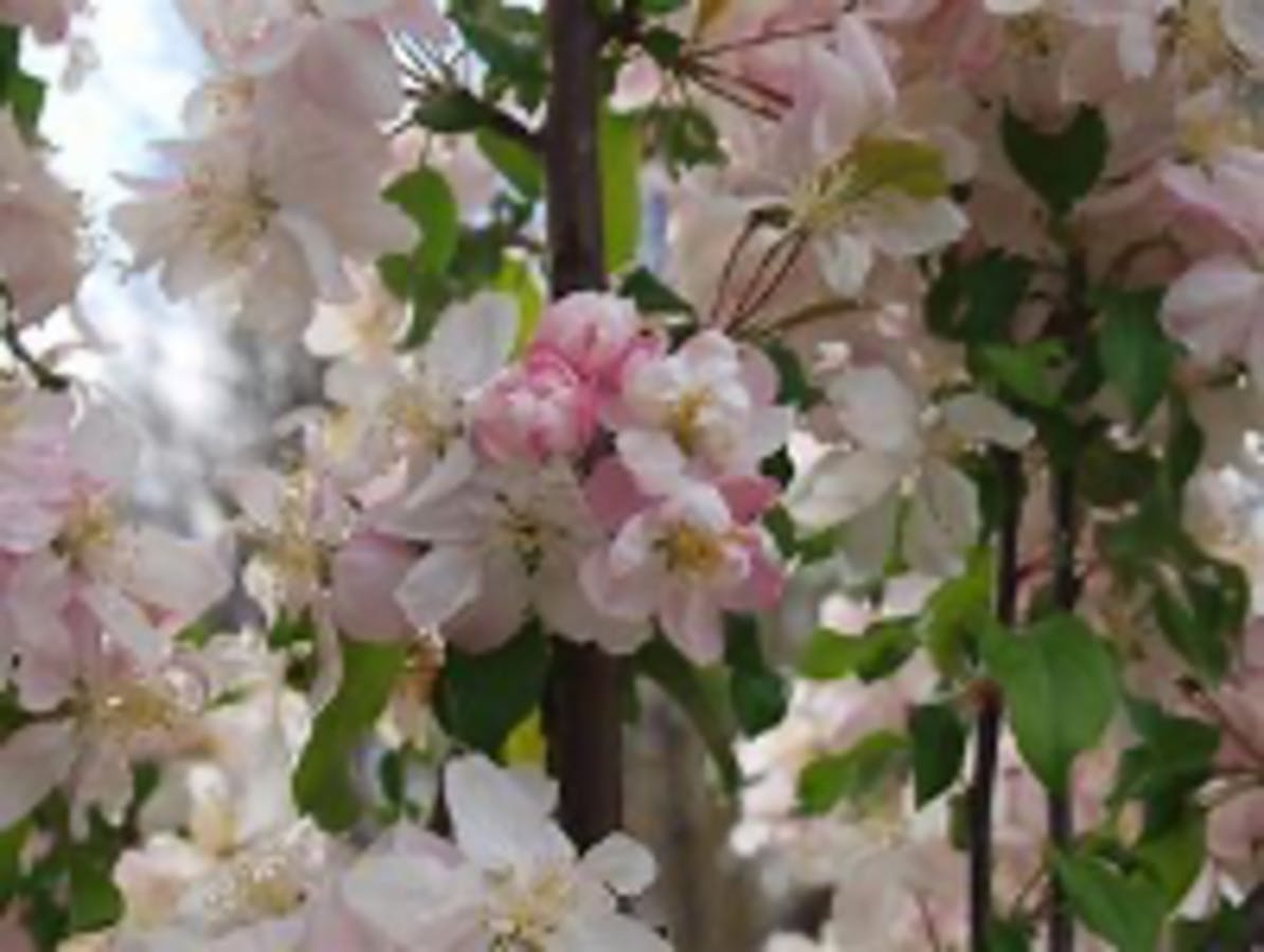 Flowering Crabapple