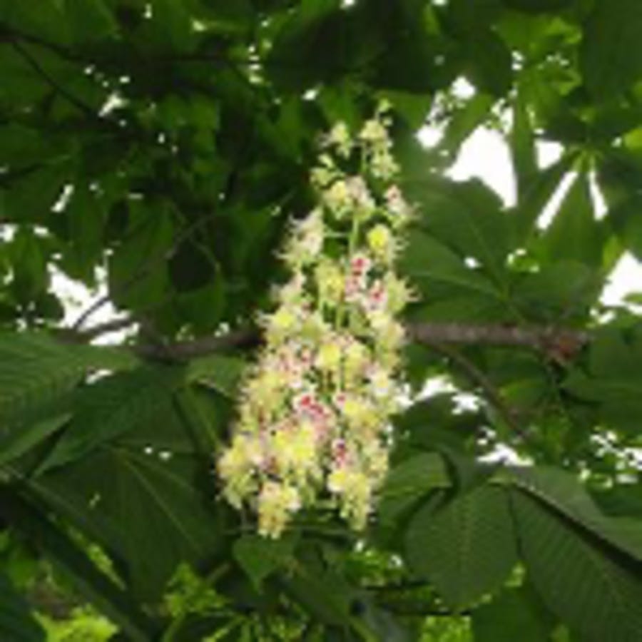 Japanese Horsechestnut Bloom