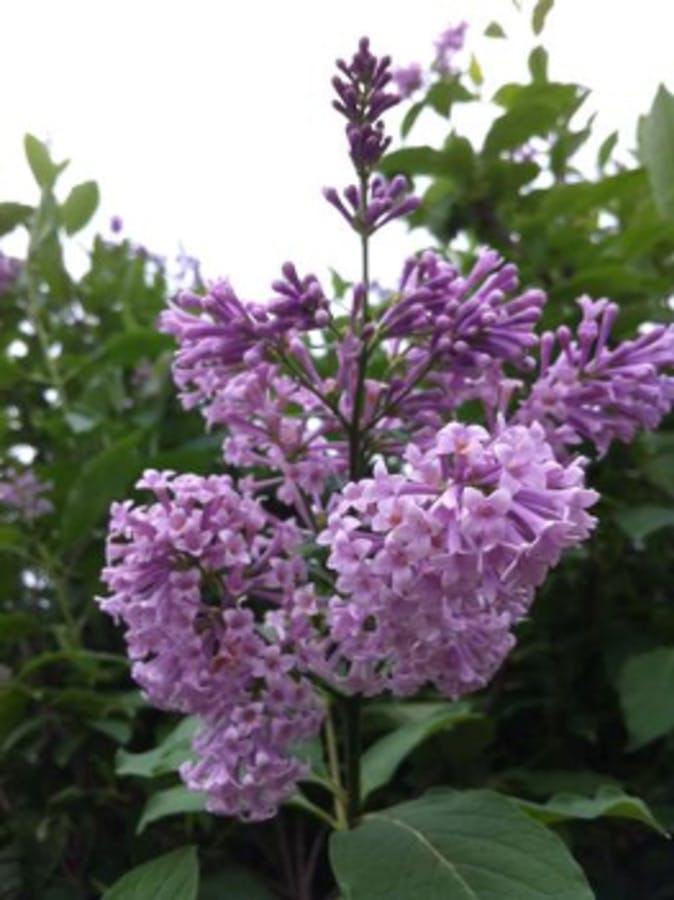 Preston Lilac