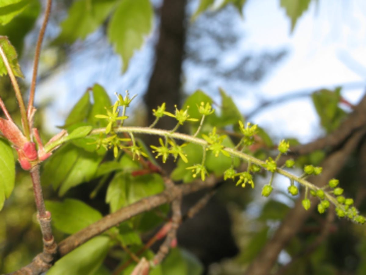 Ivy Leaf Maple