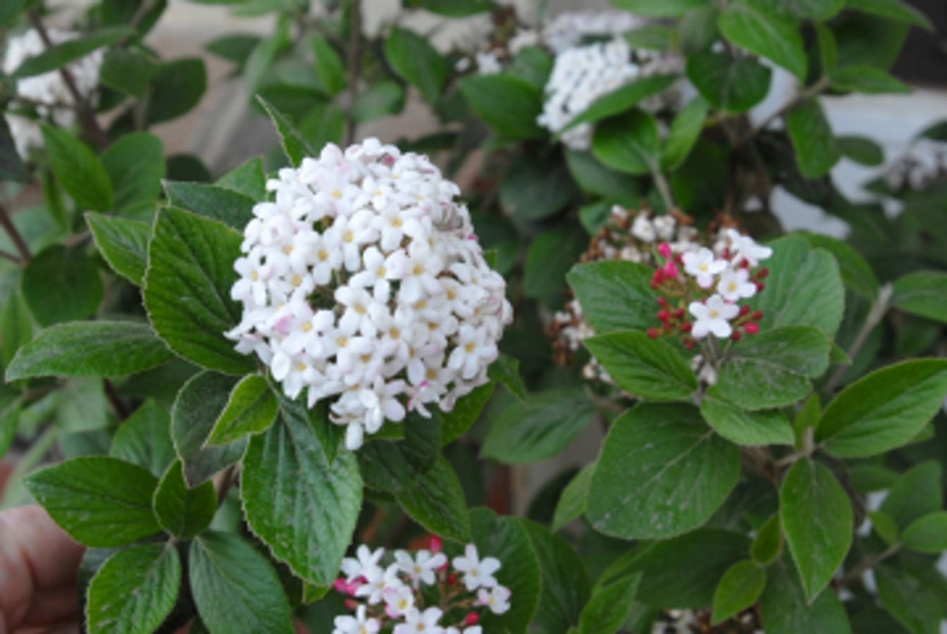 Burkwood Viburnum