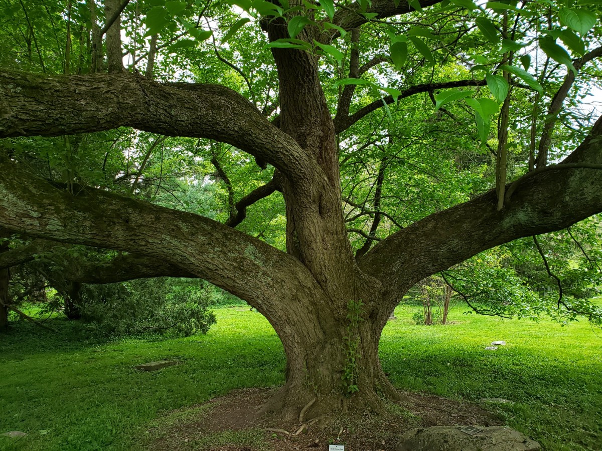Hardy Rubber Tree ulmoides) Cincinnati Arboretum Champion