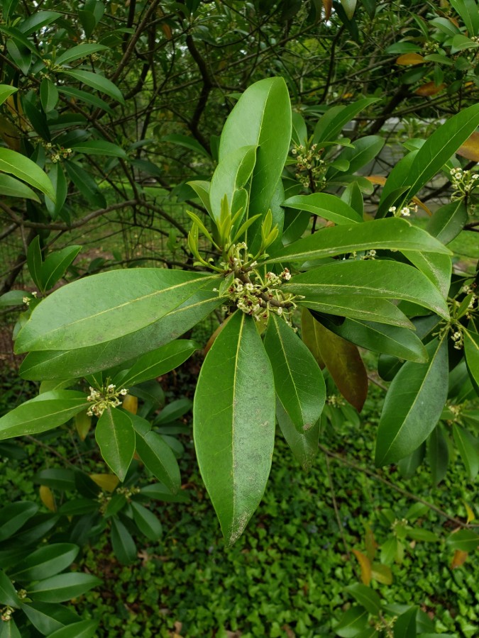 Devilwood, Wildolive (Osmanthus americanus) Cincinnati Arboretum