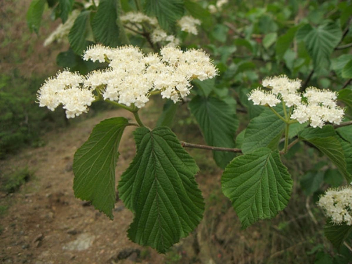 Linden Viburnum