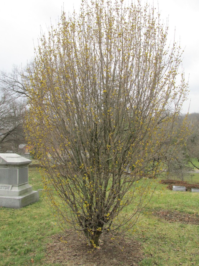 Corneliancherry Dogwood