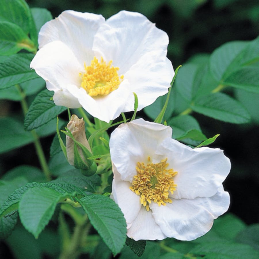 White Rugosa Shrub Rose