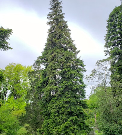 Cilician Fir (Abies Cilicicia)