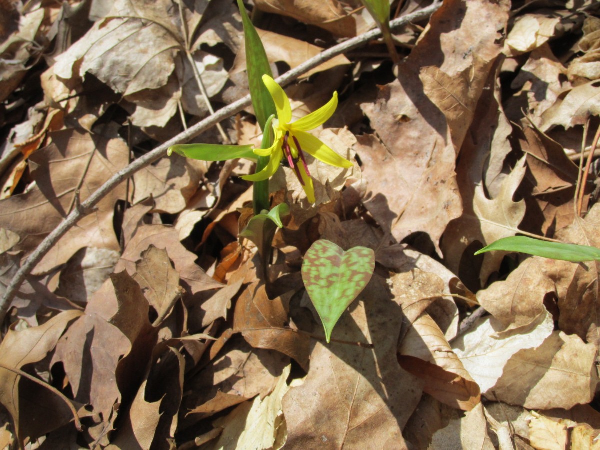 Trout Lily Bloom