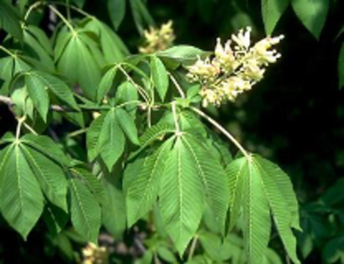 Yellow Buckeye