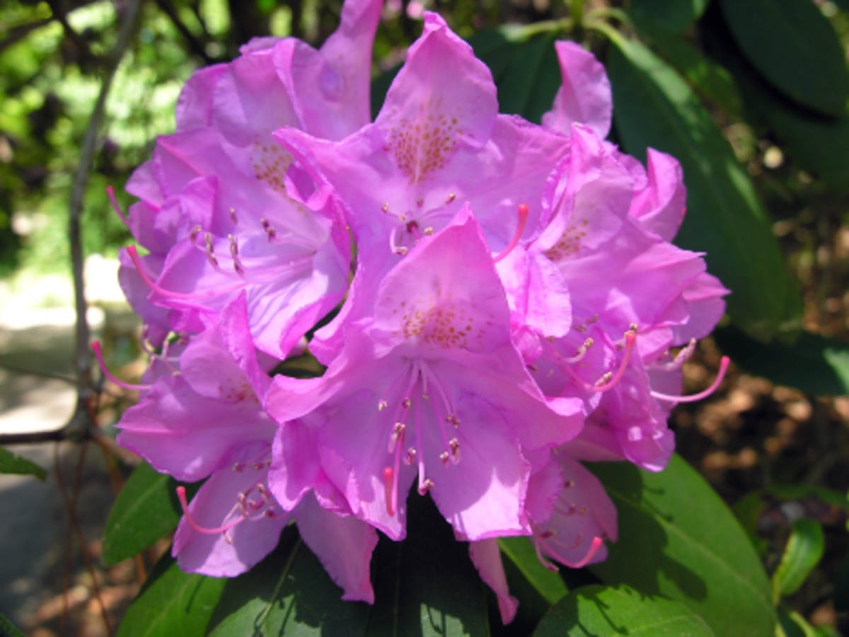 Catawba Rhododendron