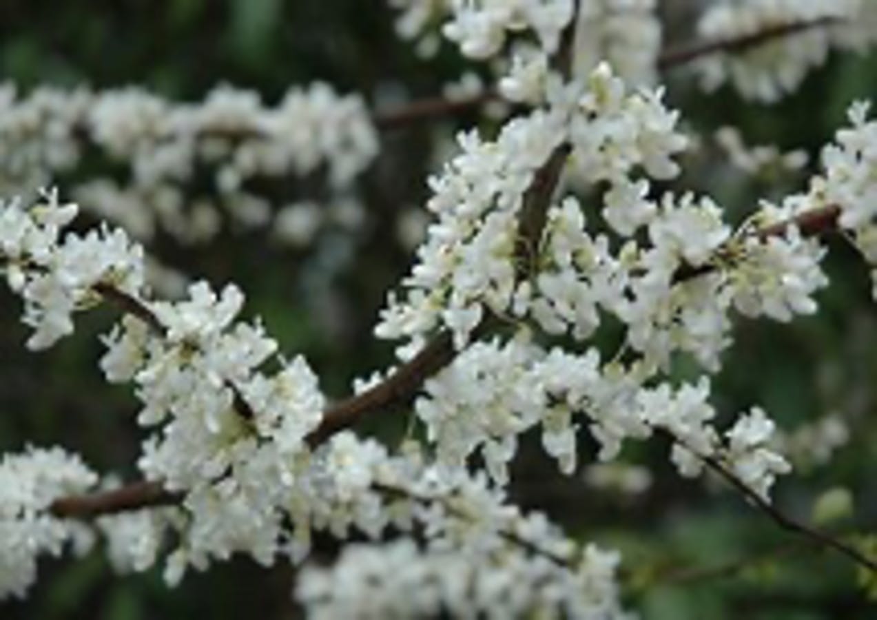 White Eastern Redbud