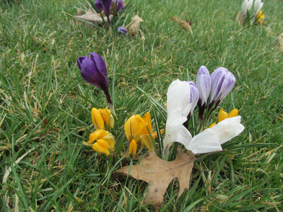 Crocus Bloom
