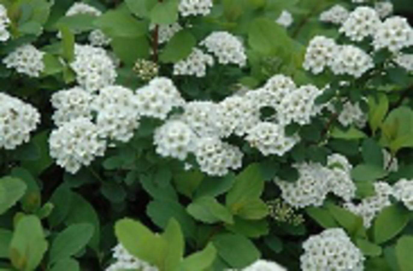 Birchleaf Spirea