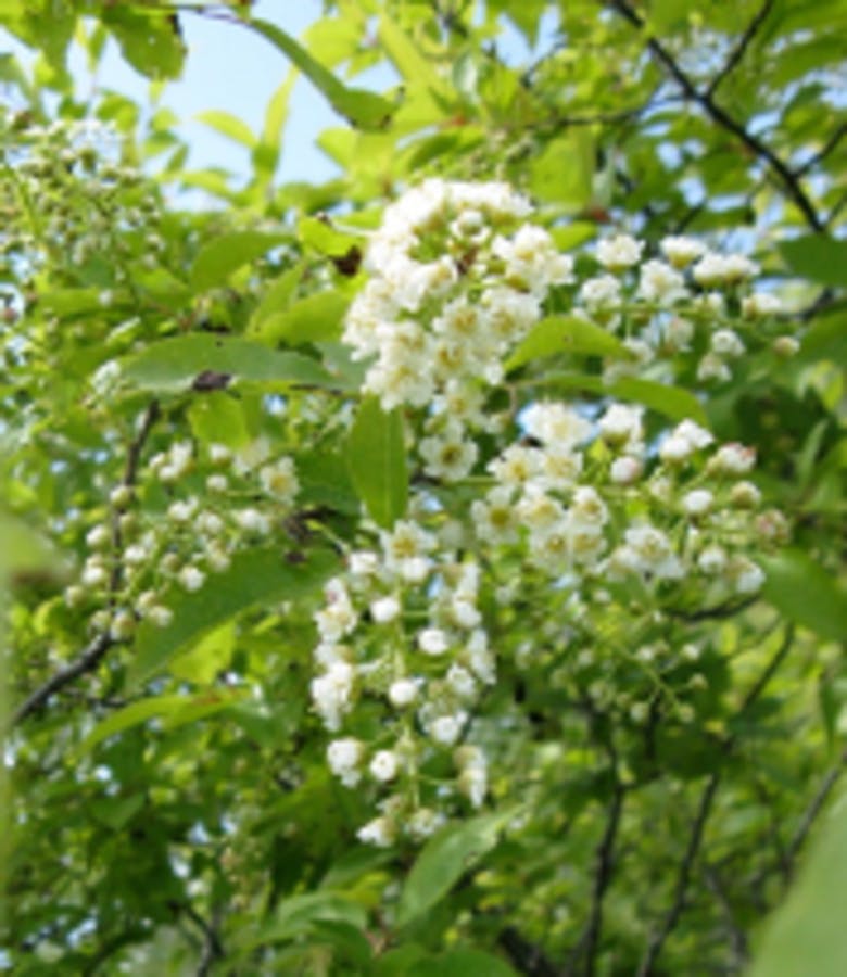 Common Chokecherry 