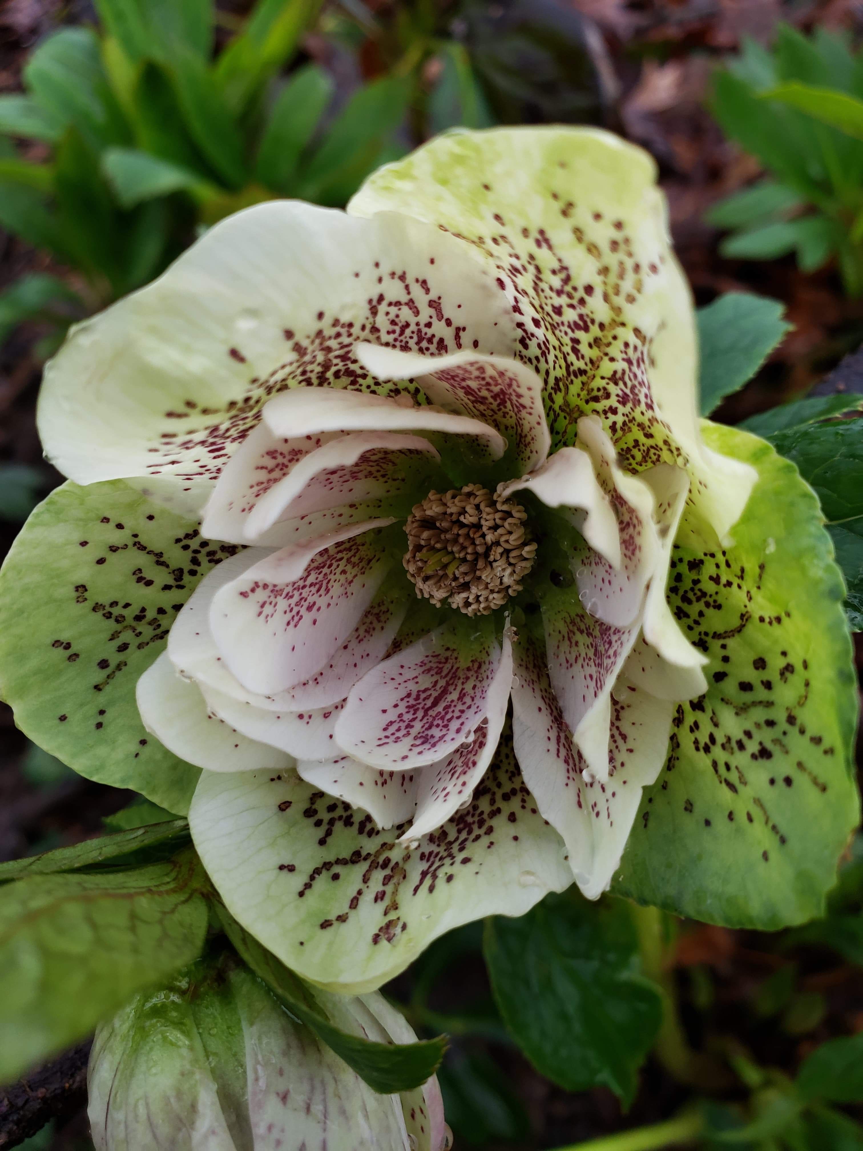 Lenten Rose