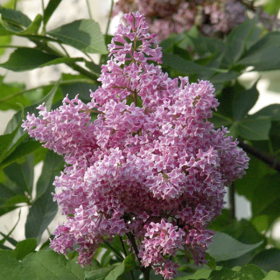 Preston Lilac (James MacFarlane)