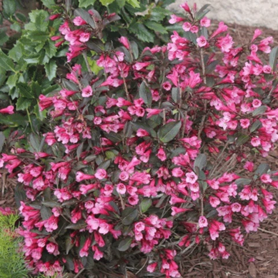 Old-fashioned Weigela (Pink Princess)