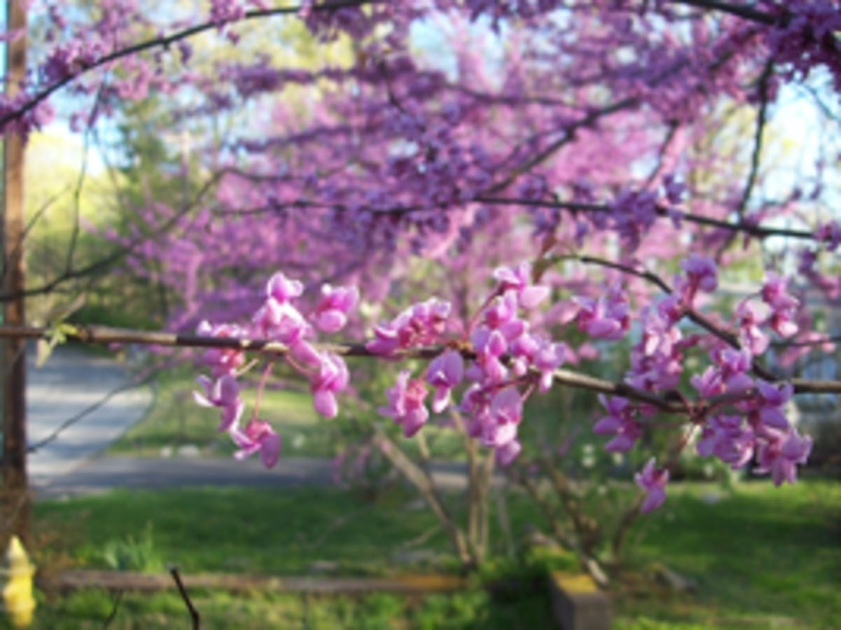 Eastern Redbud