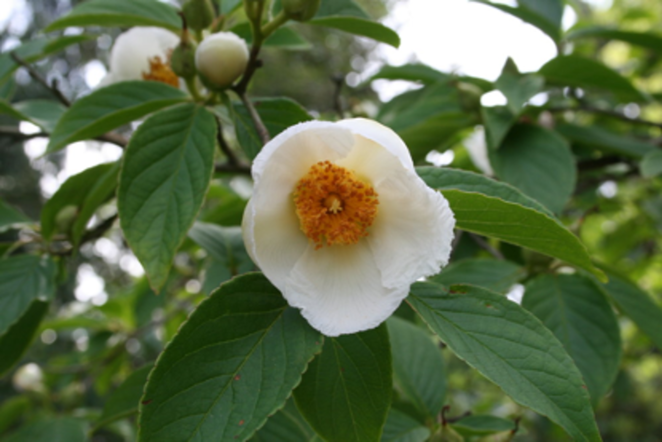 Japanese Stewartia