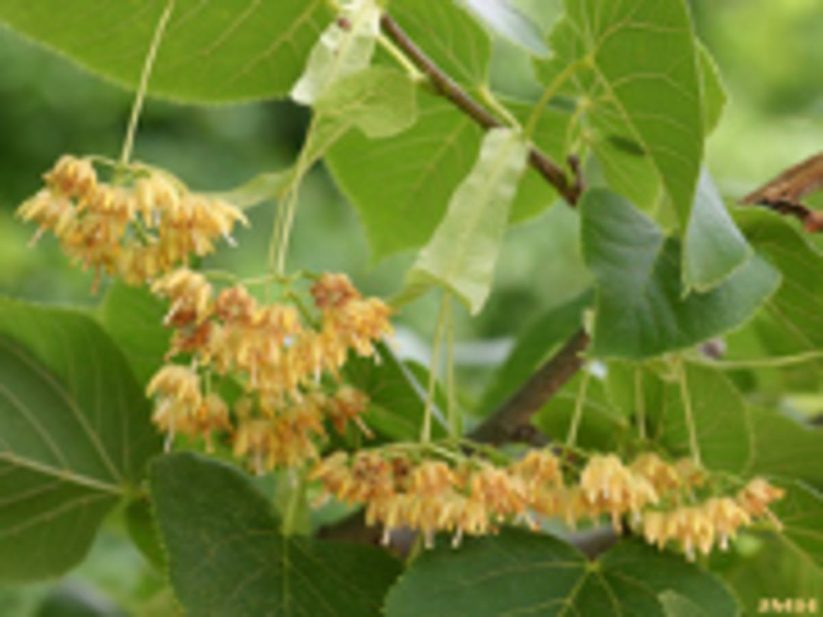 Basswood, American Linden