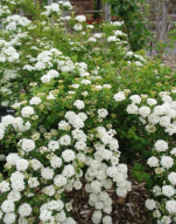 Vanhoutte Spirea