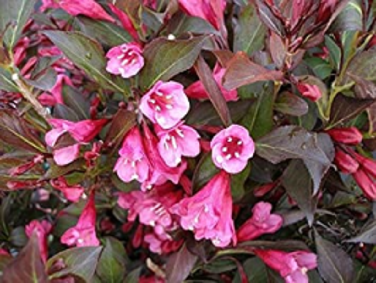 Old-fashioned Weigela (Wine and Roses)