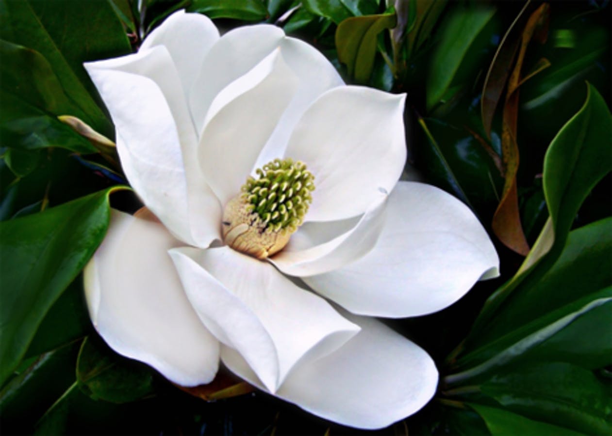 Southern Magnolia