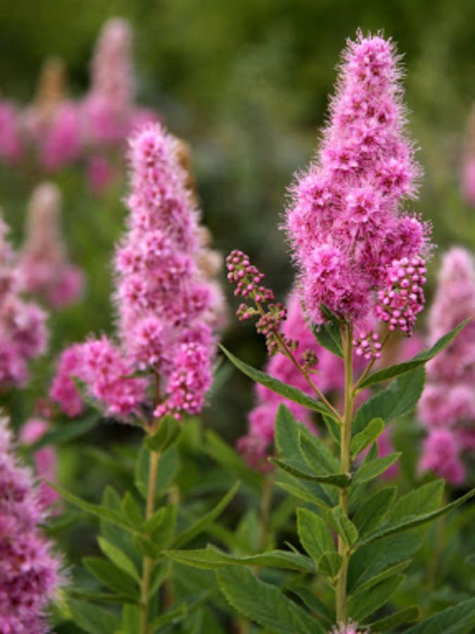 Billiard Spirea