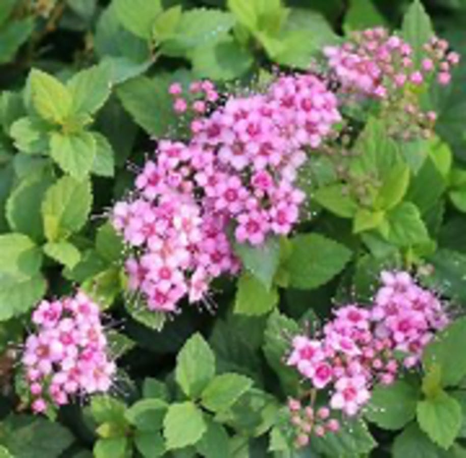 Japanese Spirea (Little Princess)