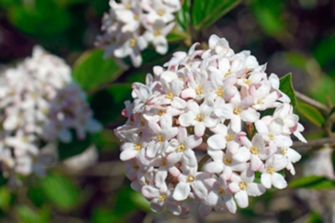 Mohawk Viburnum