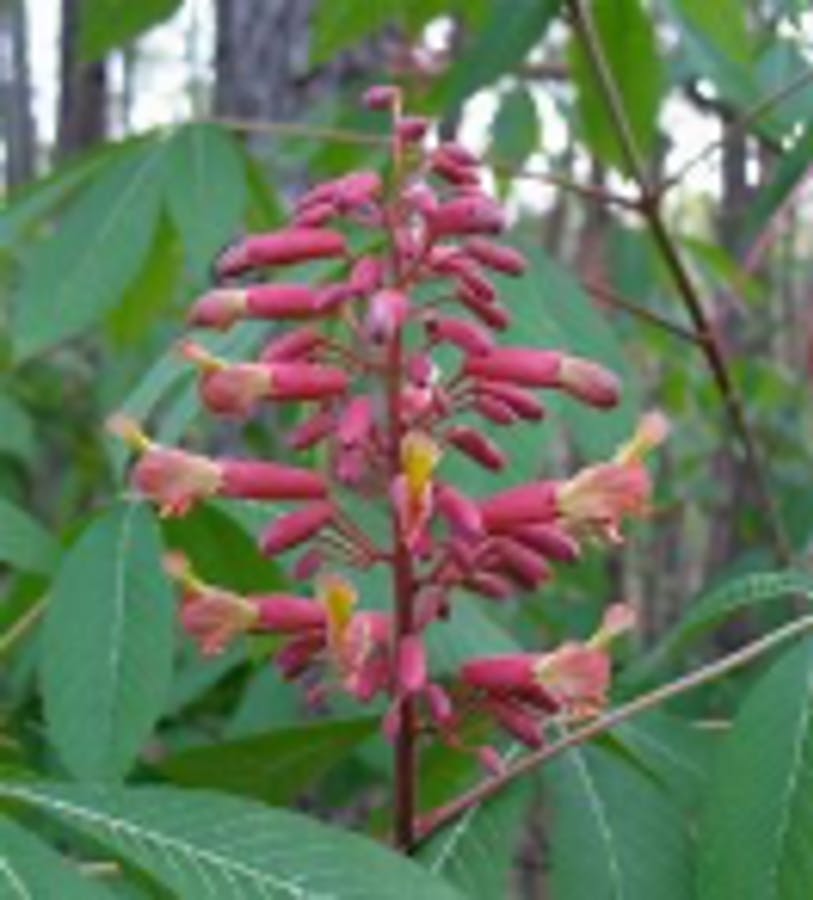 Red Buckeye Bloom