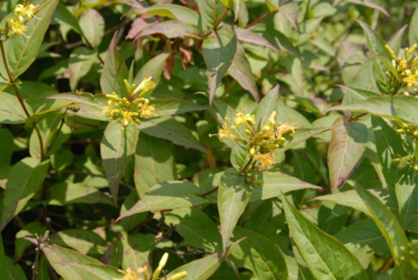 Bush Honeysuckle