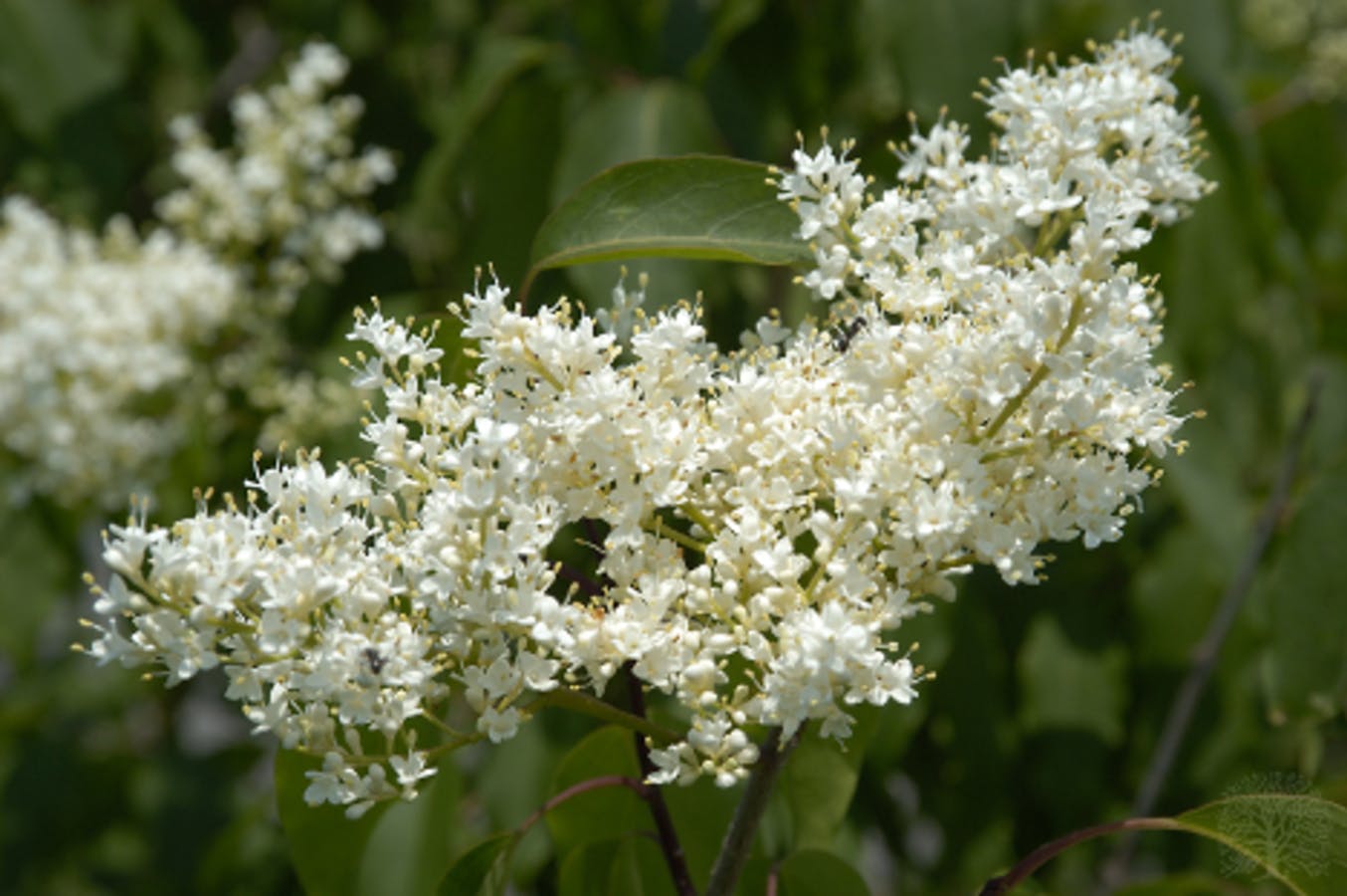 Japanese Tree Lilac